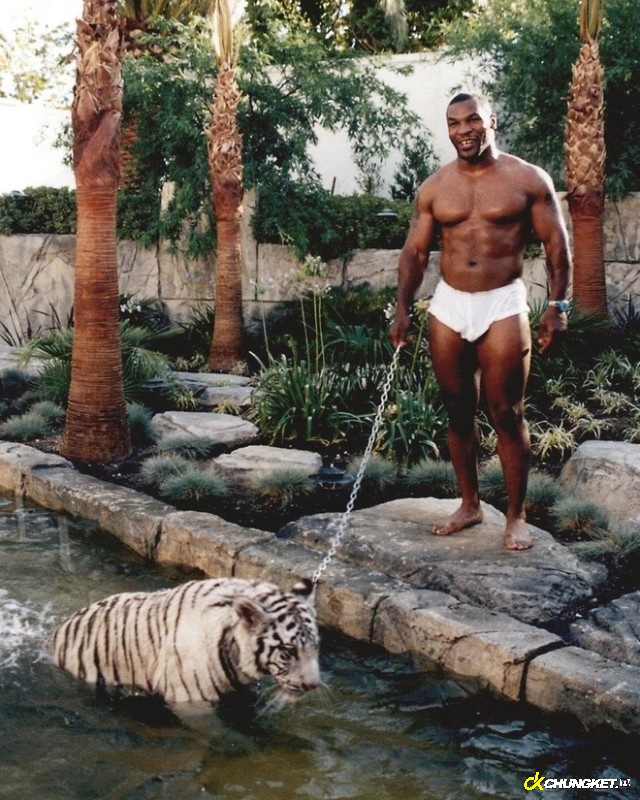 Mike Tyson phá sản vì tiêu xài hoang phí, nuôi hổ làm thú cưng